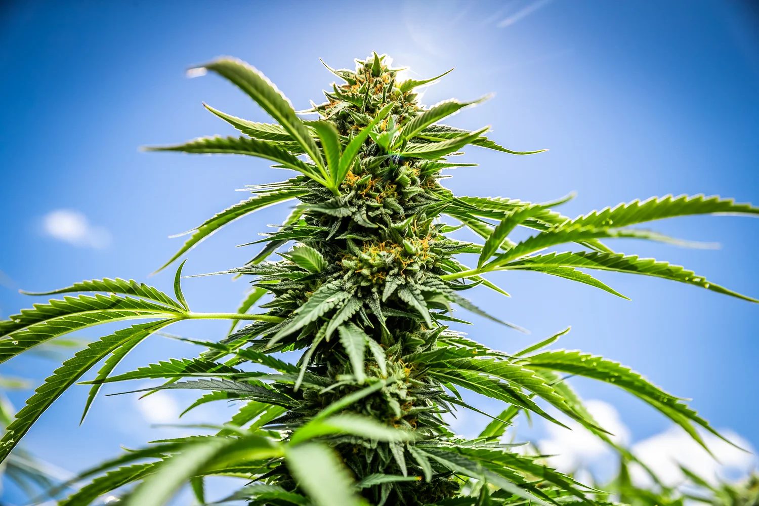 Outer_Elements_CX-CANNA_Portfolio-1001.jpg