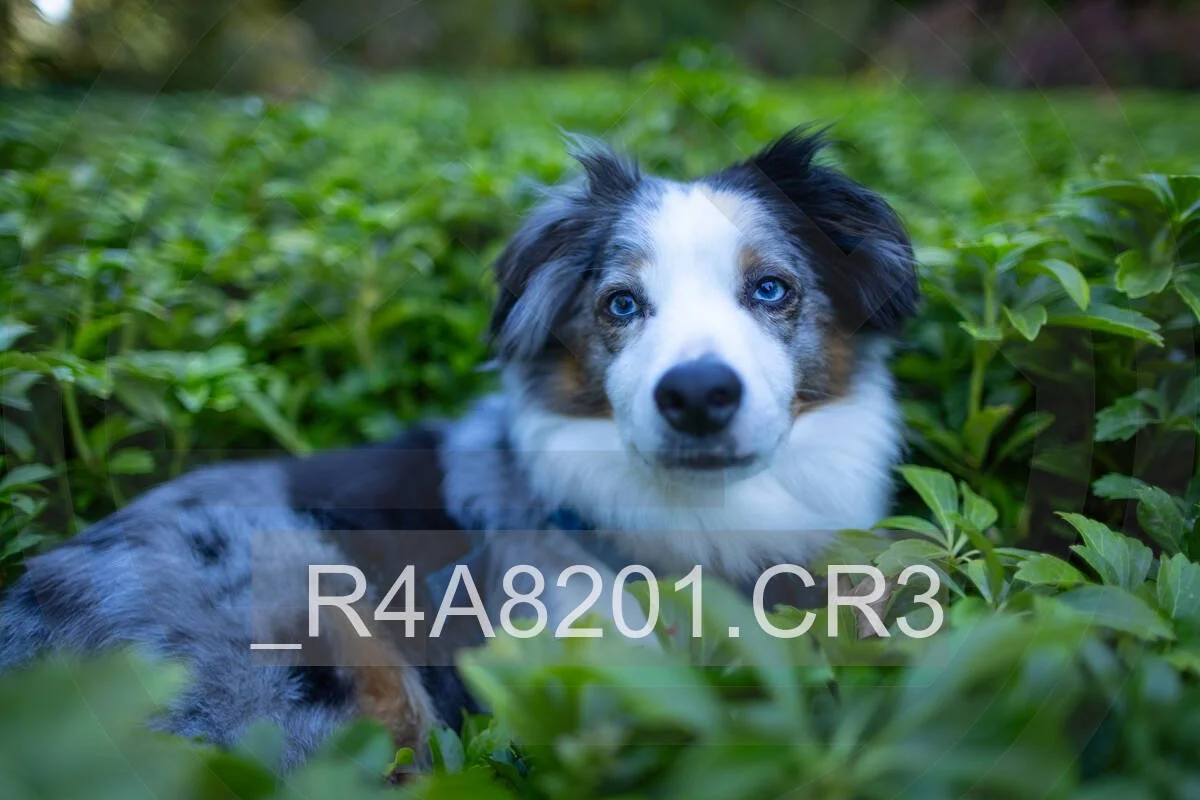 _R4A8201.jpg