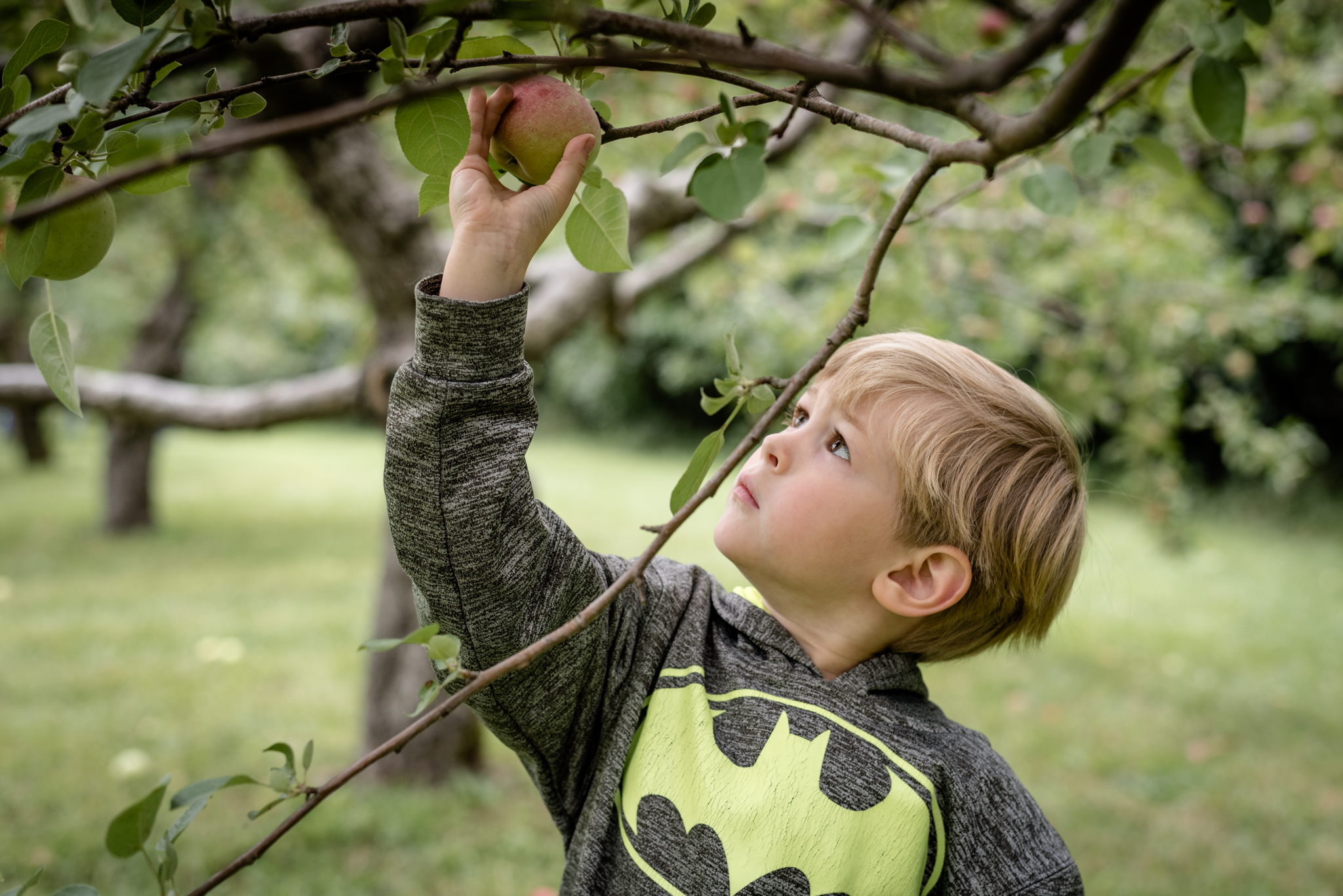 Apple Picking