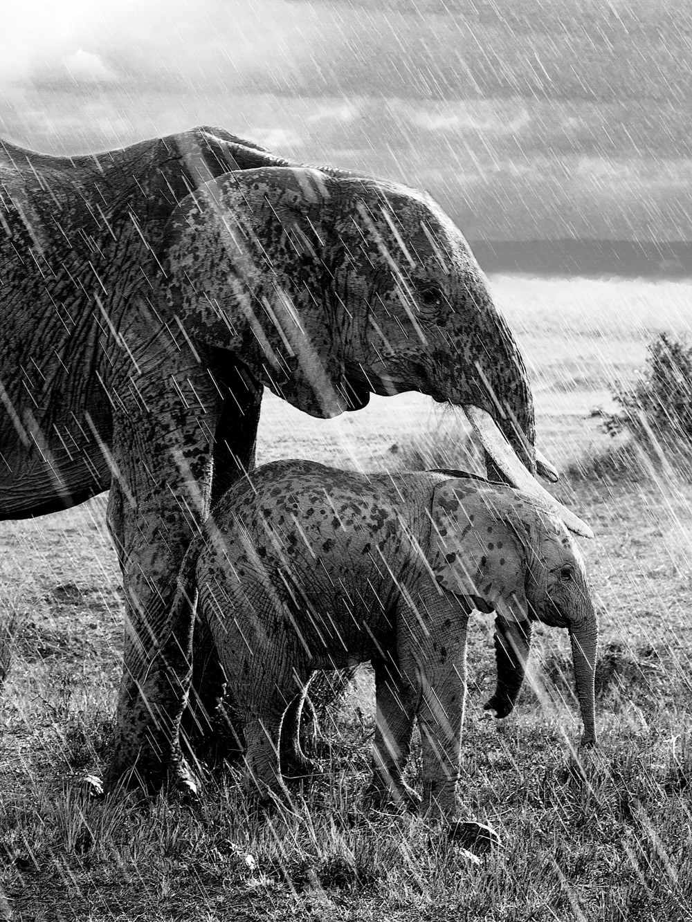 "Rainfall on the Serengeti"
