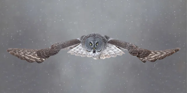 OWL015-social.jpg
