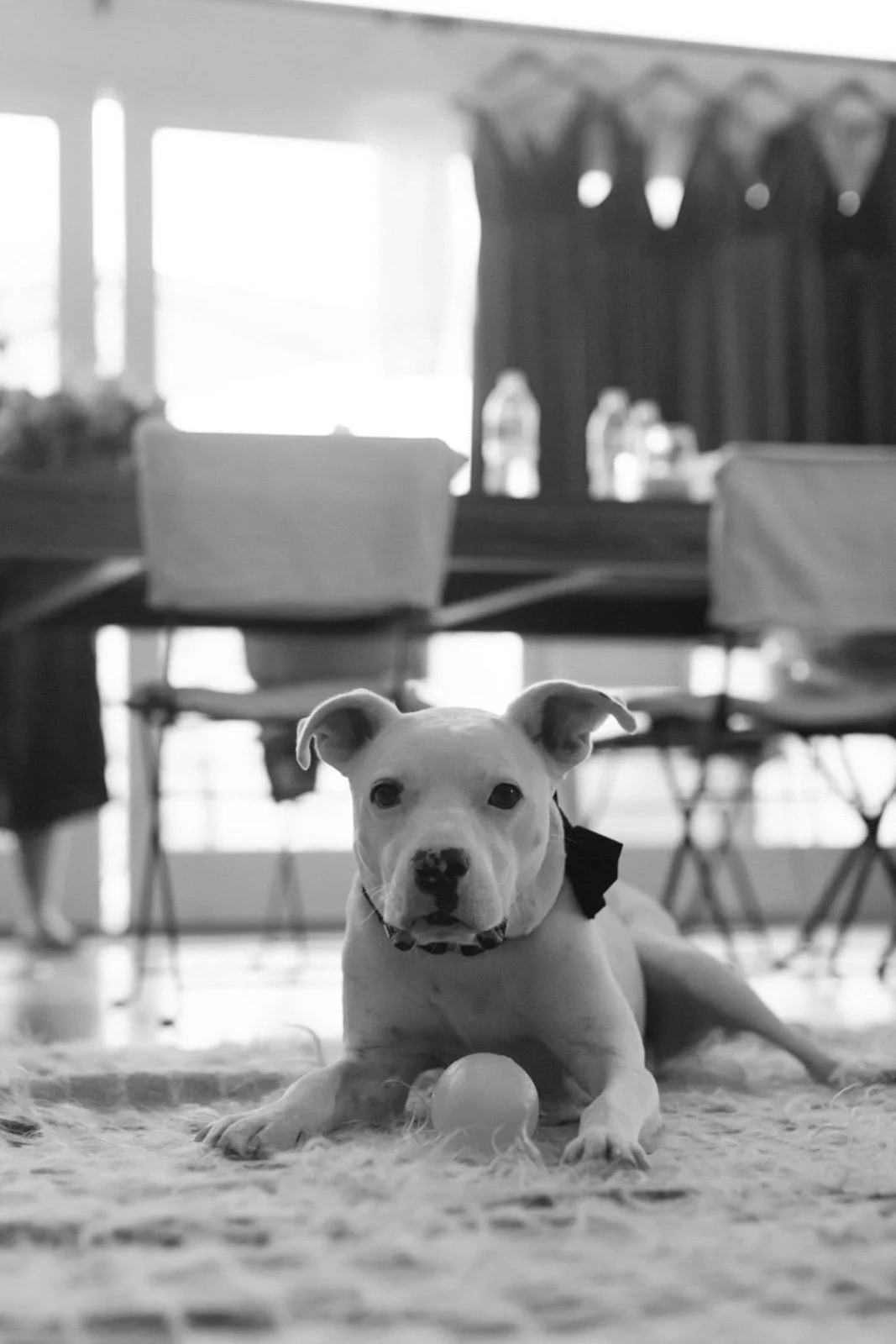 A puppy lying on a rug with a ball in front, indoors with chairs and a table in the background