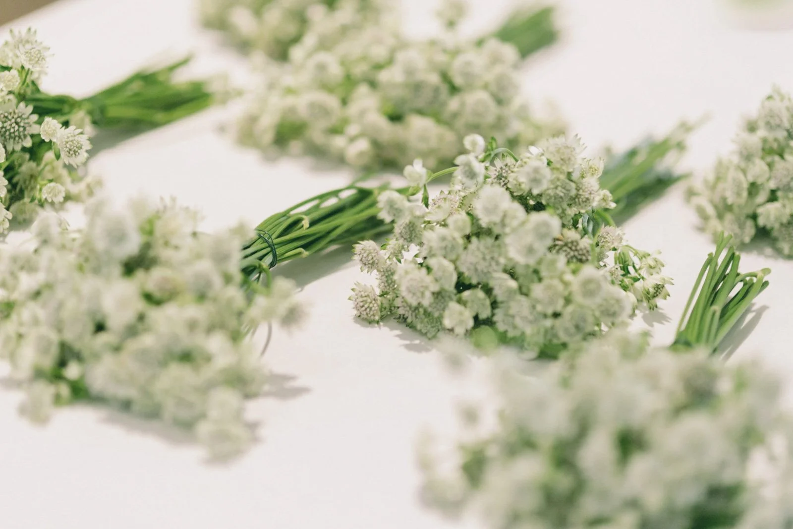 Multiple white flower bouquets with green stems on a white background.