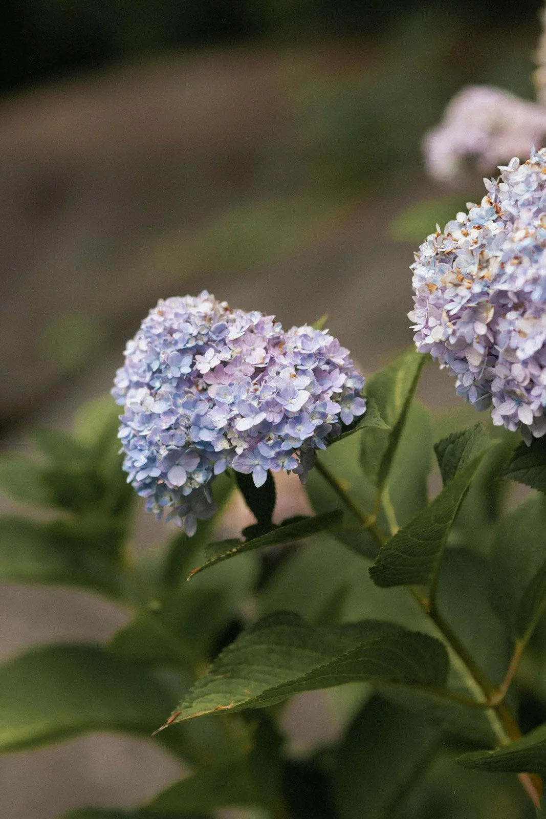 Close-up of light purple hydrangea flowers with green leaves in the background.