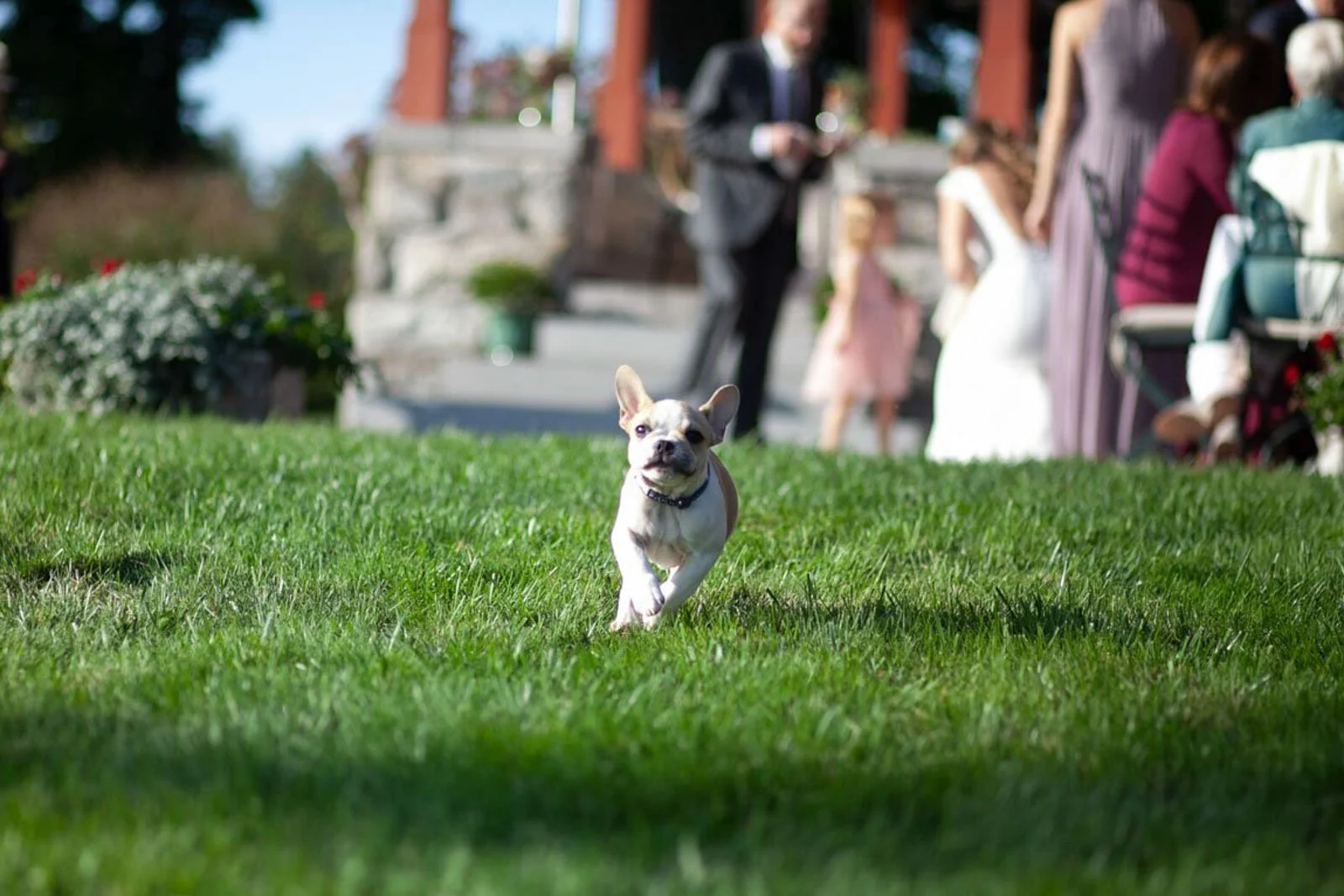 A small dog, possibly a French Bulldog, runs toward the camera on a grassy lawn during a wedding reception outdoors. In the background, guests are gathered near a building with steps, some standing and others seated, dressed in formal attire.