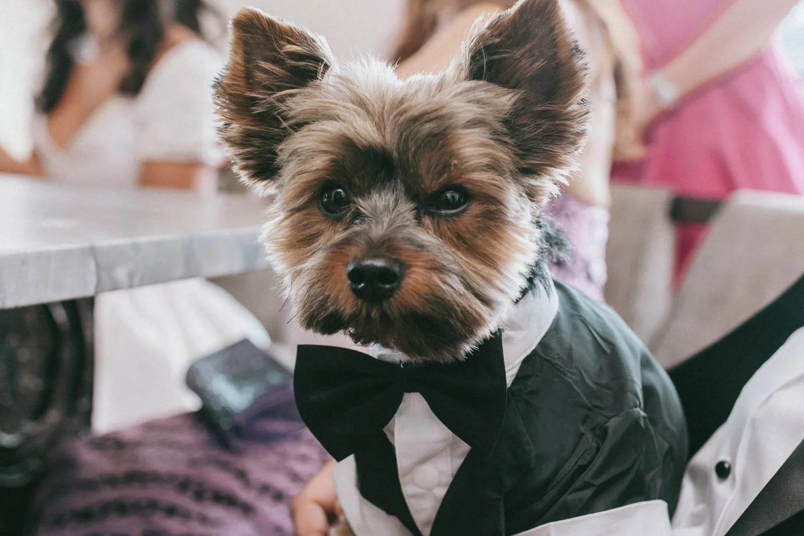 A small dog dressed in a tuxedo with a bow tie, sitting at a table.