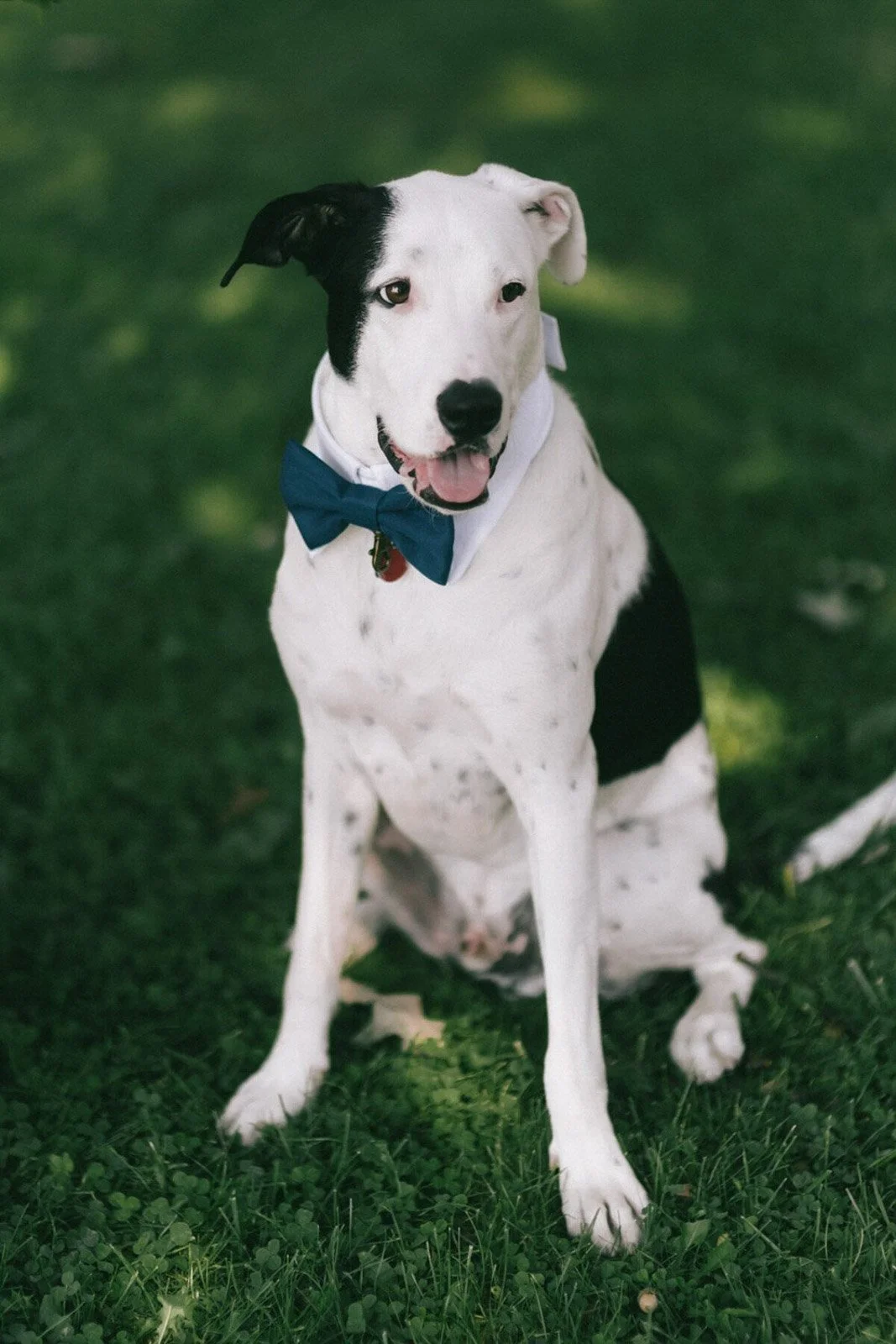 A black and white dog sitting on grass, wearing a blue bow tie and a white collar.