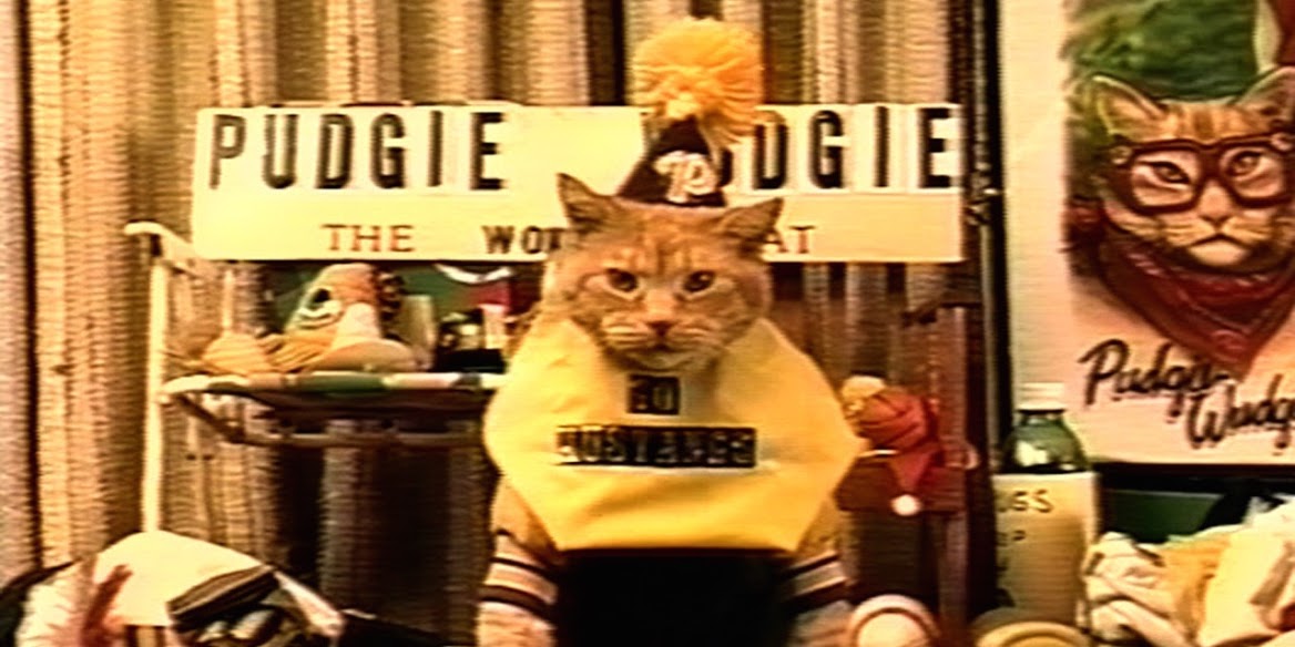 Frank And The Wonder Cat.