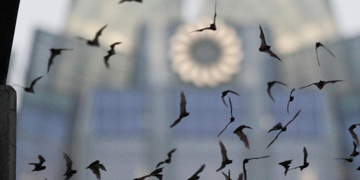 When do we get our bats? (Photo by Dan Pancamo on Flickr .)