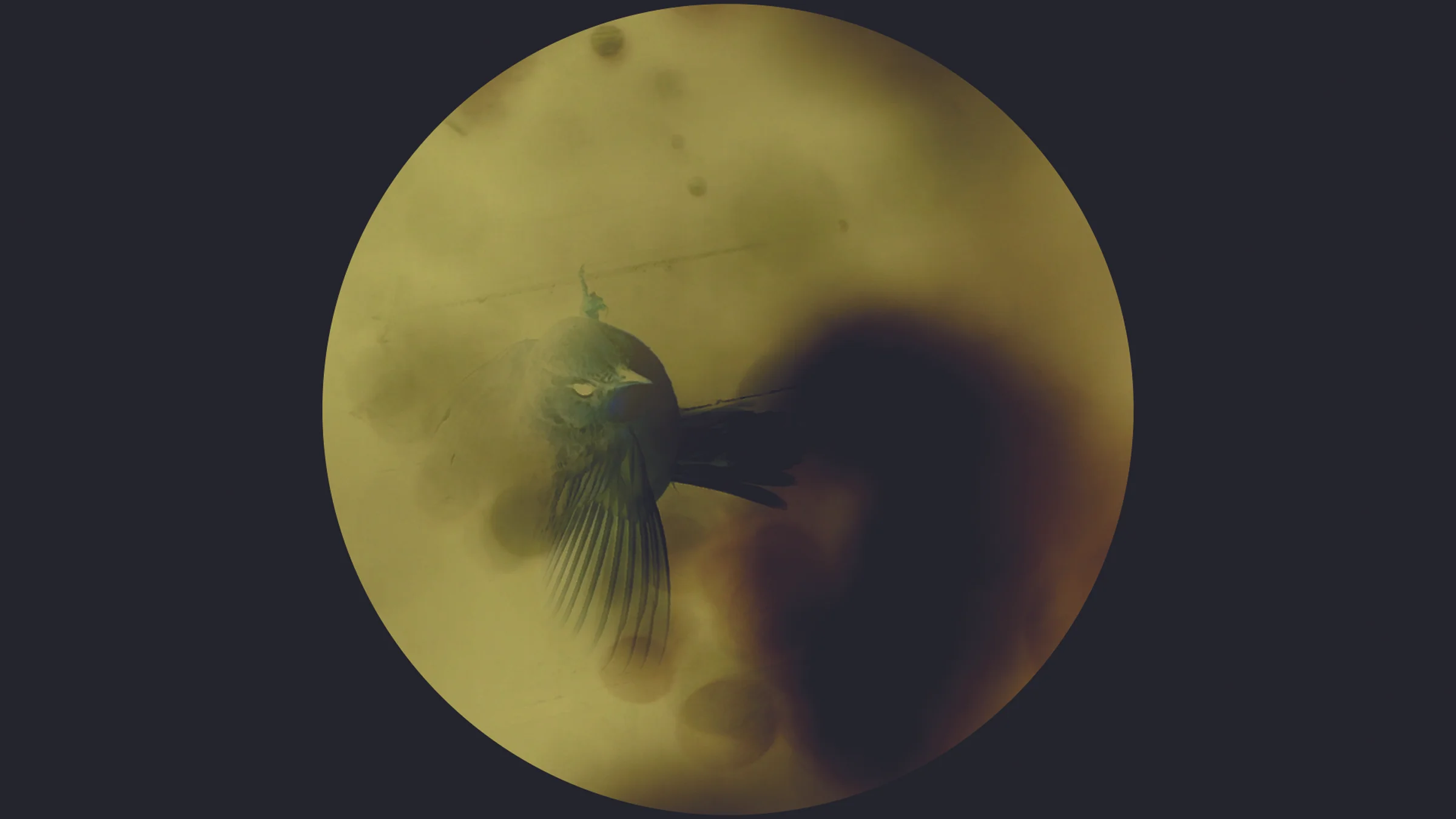 Stills from "The Understory" courtesy of the Madison Museum of Contemporary Art.