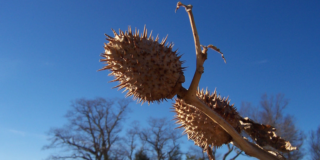 Jimson Weed. Photo by Alex Ford via Flickr , Creative Commons 2.0 License
