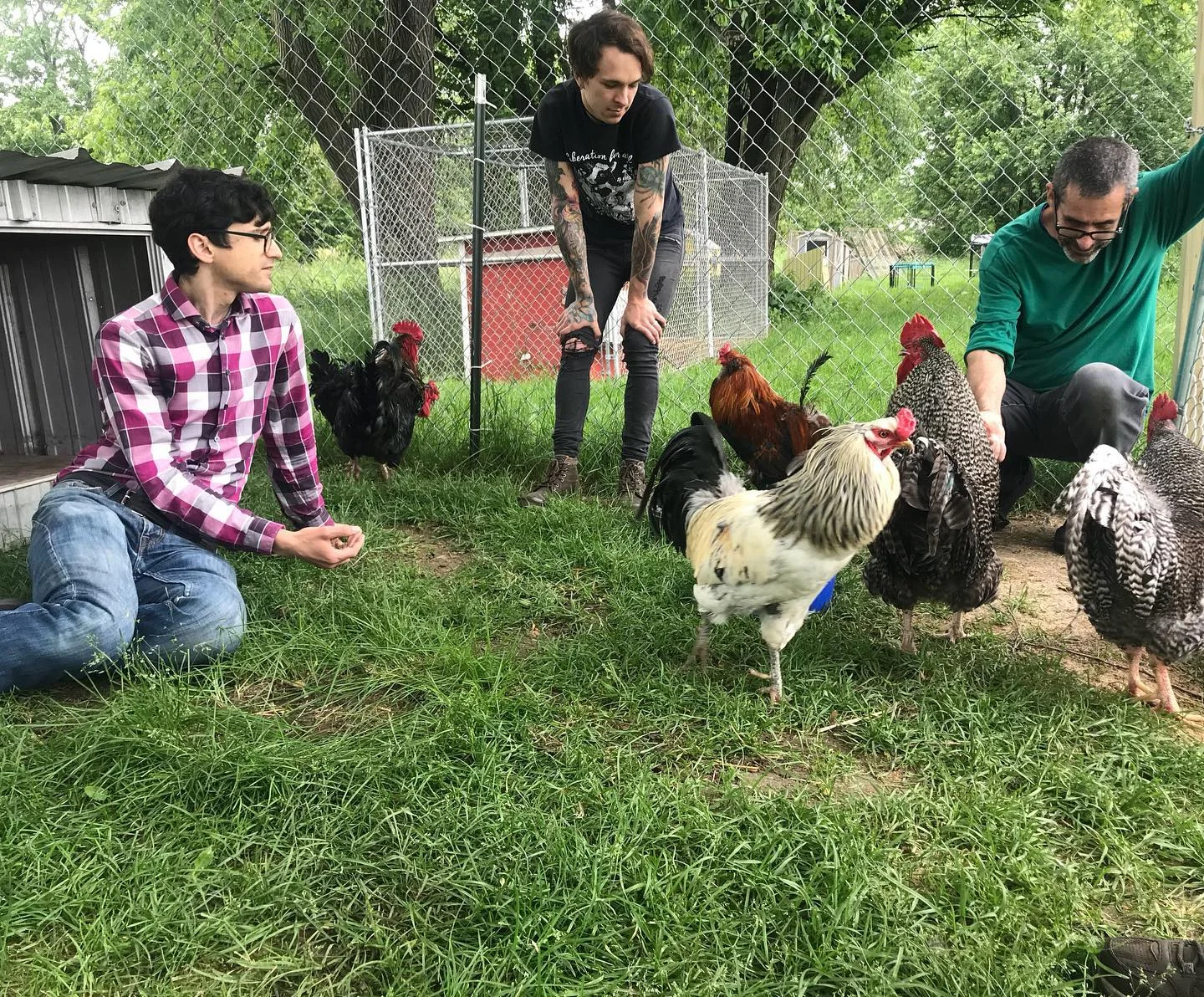 Jeff Stanek (left), Wren Deetjen-Priester (middle), and Todd Wilson (right) with a rooster flock (Dracula and Ichabod on far left with Dexter, Roy, Scallop, and Crosby on far right) at Farm Bird Sanctuary.