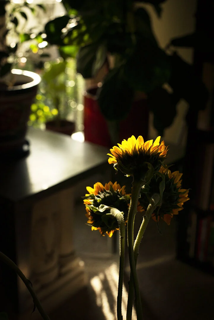 sunflower_still life_01.jpg
