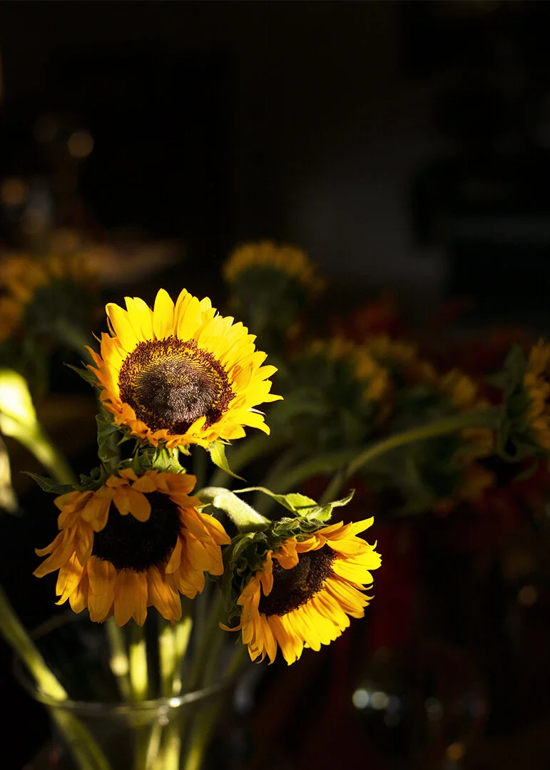 sunflower_still life_02.jpg