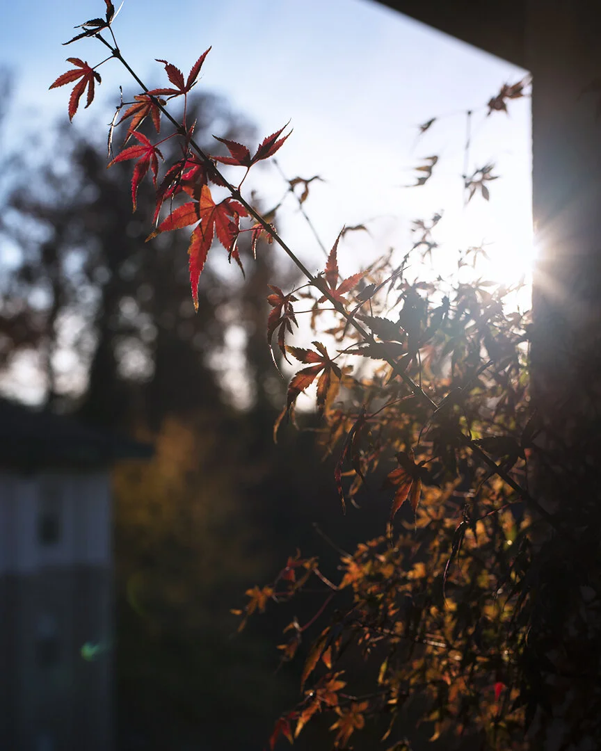 maples tree on balcony.jpg
