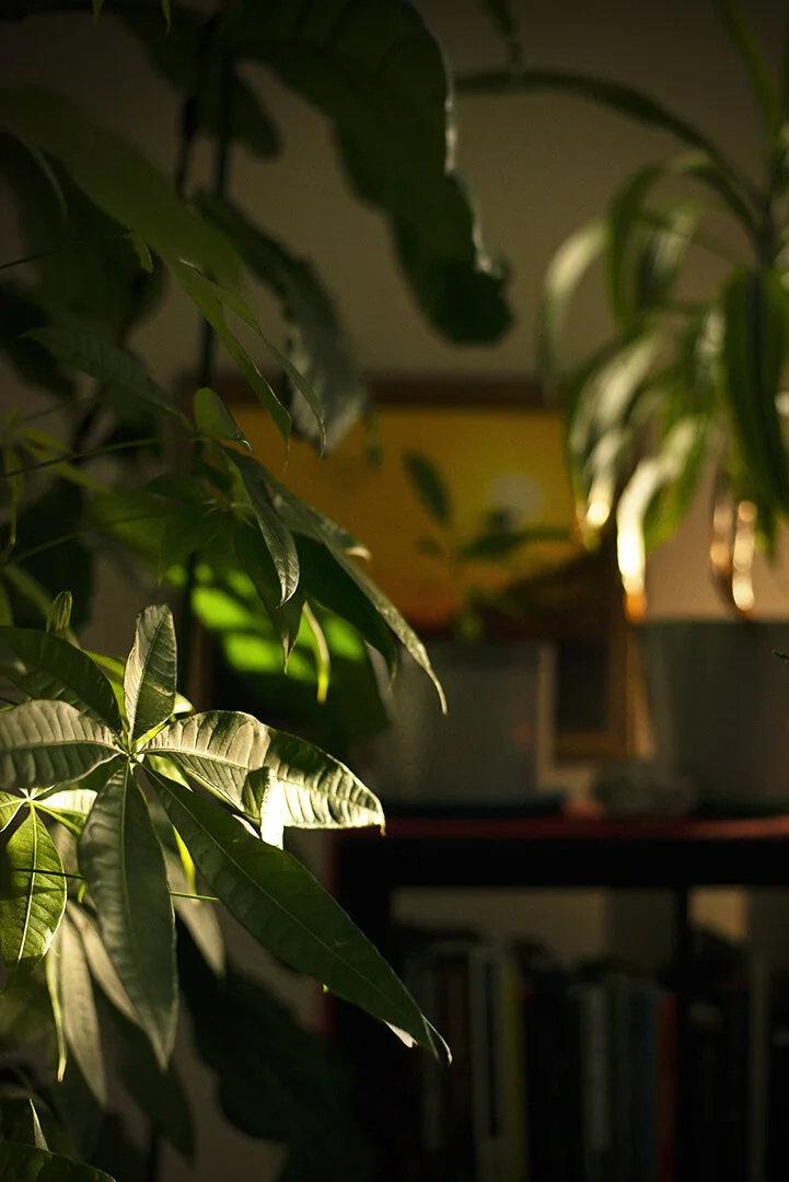 sunset light_20 Dec 2020.jpg