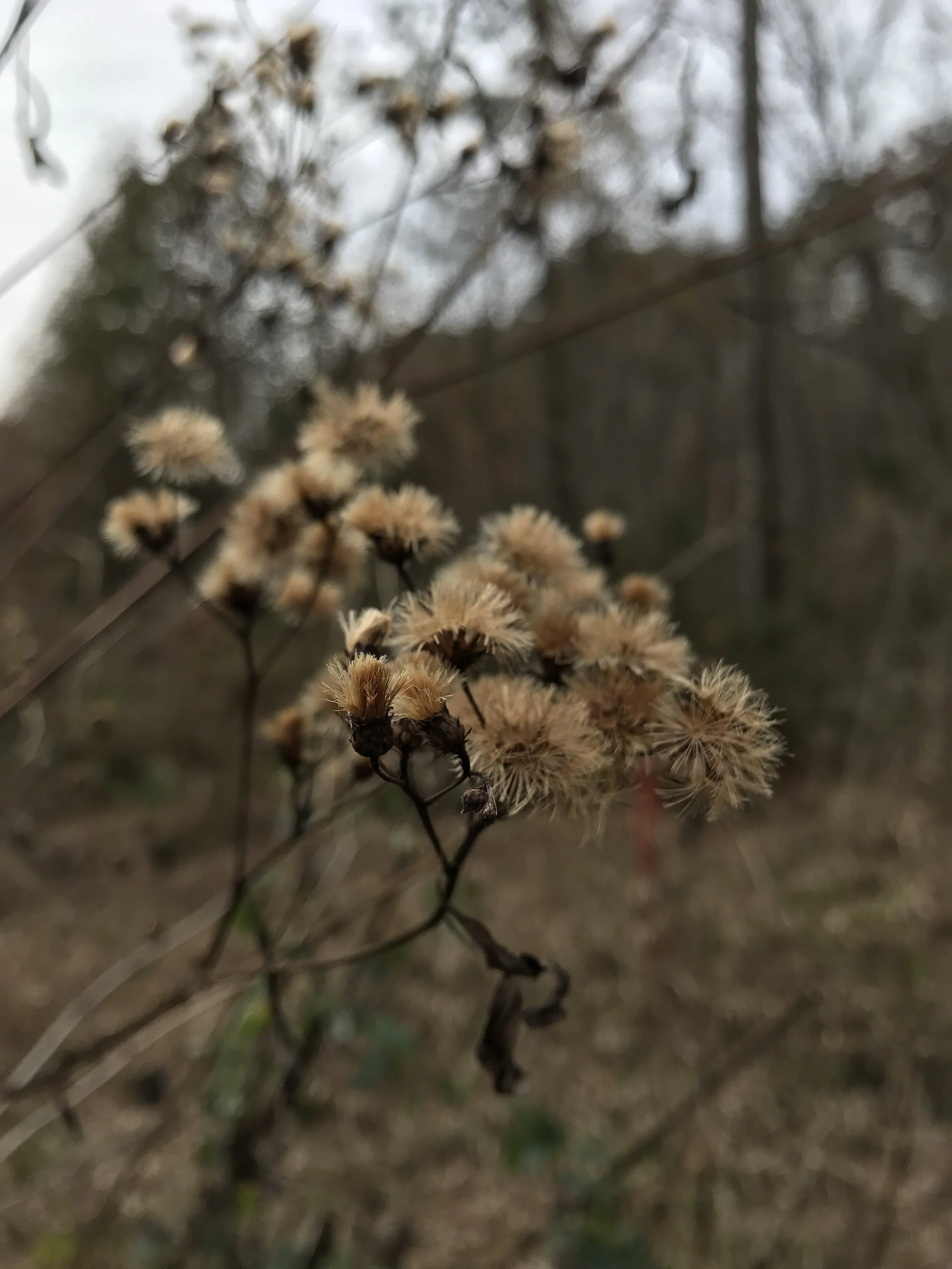 winter flora_johnson ferry trail.jpeg