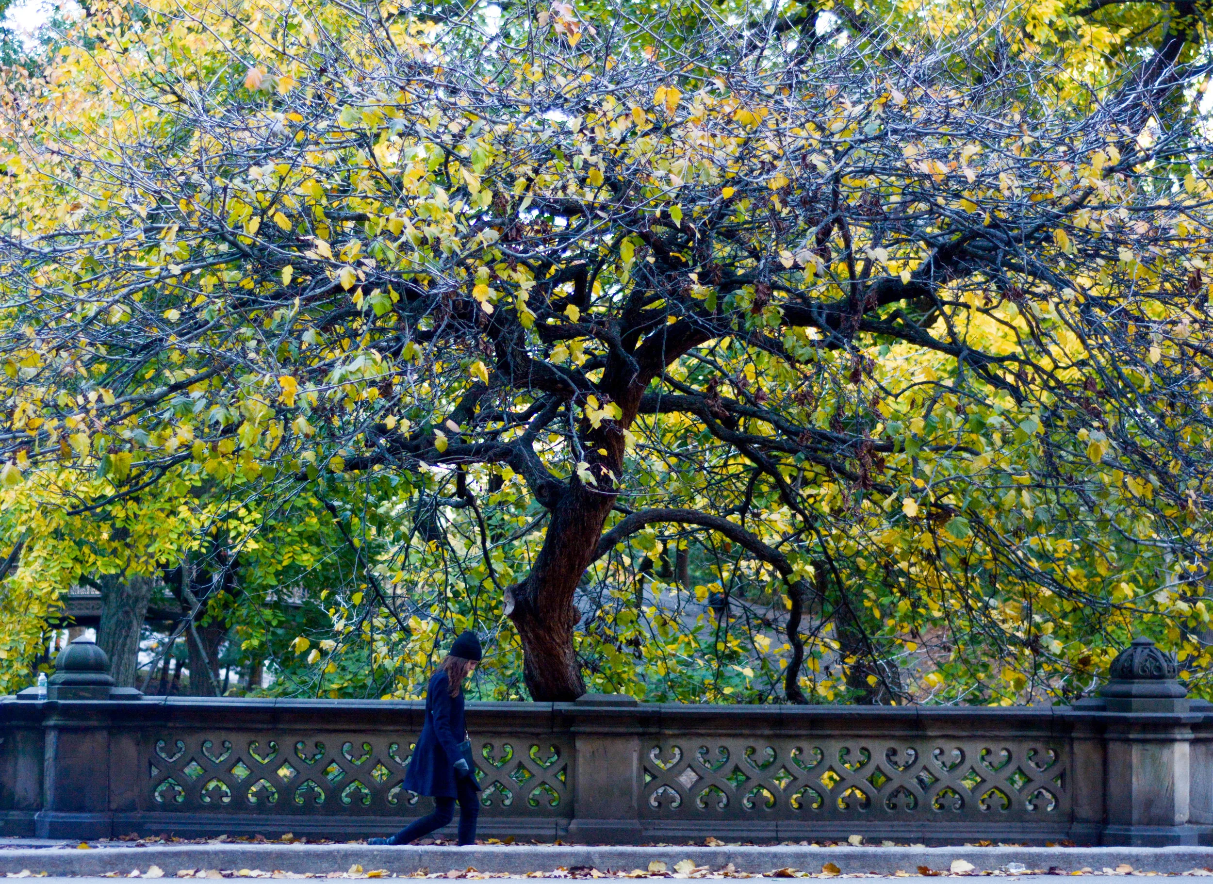 Central Park, NYC