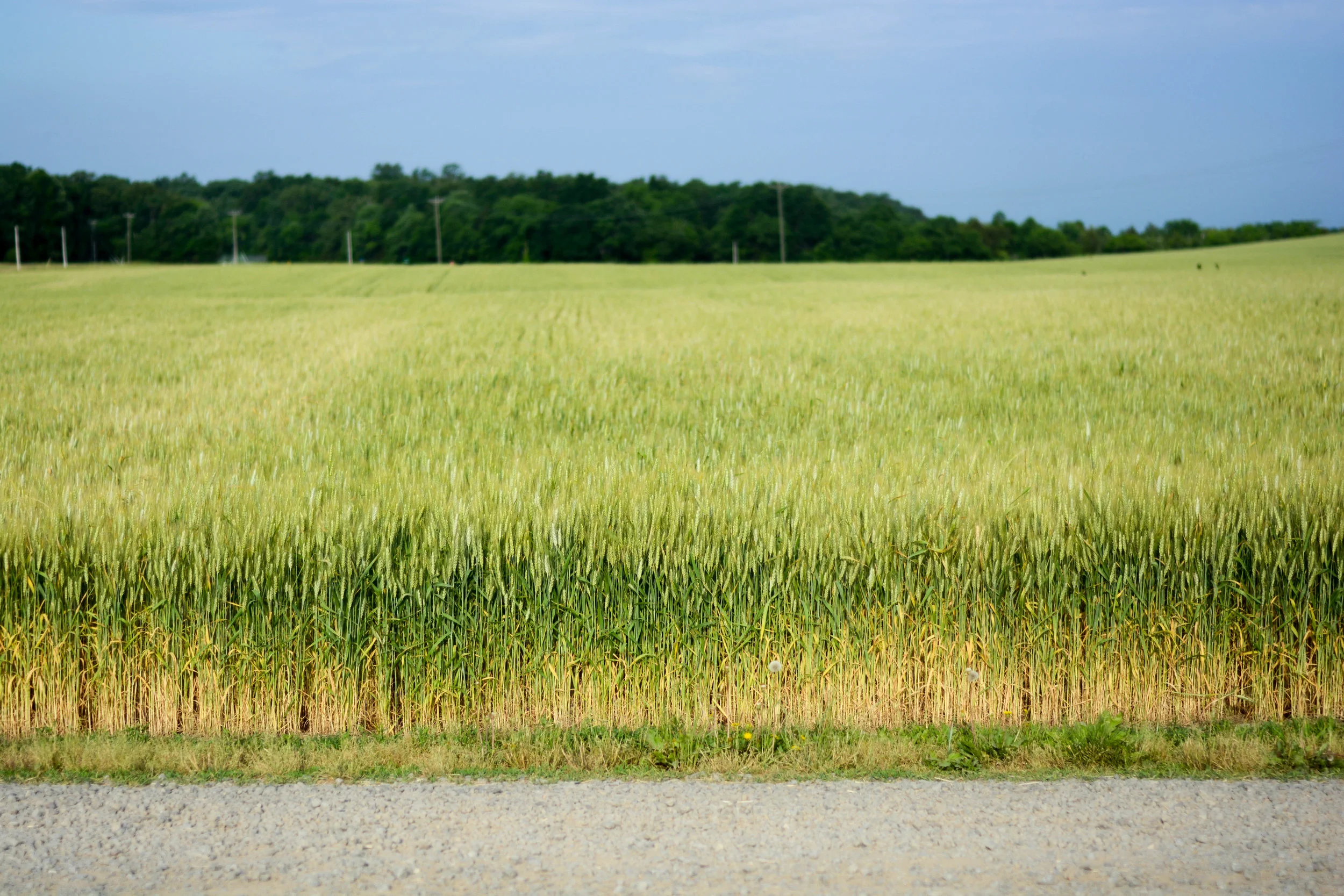 Field1.jpg