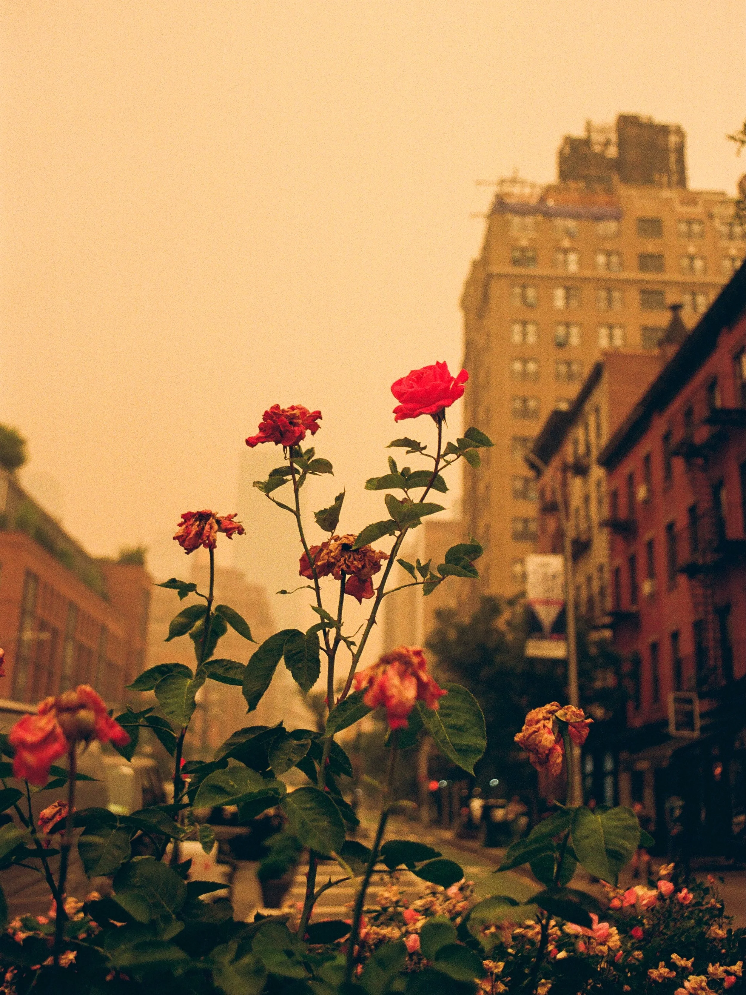 orange skies are here again 🎞️
10th Avenue, 2023 #35mmfilm