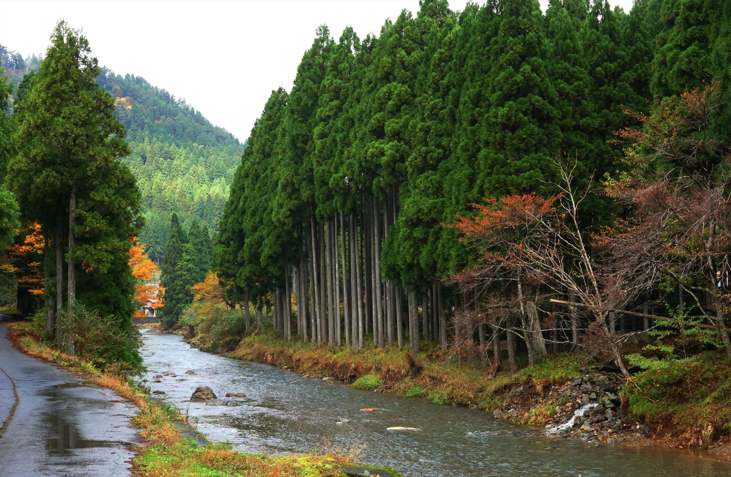 Satoyama Blog 01.jpg