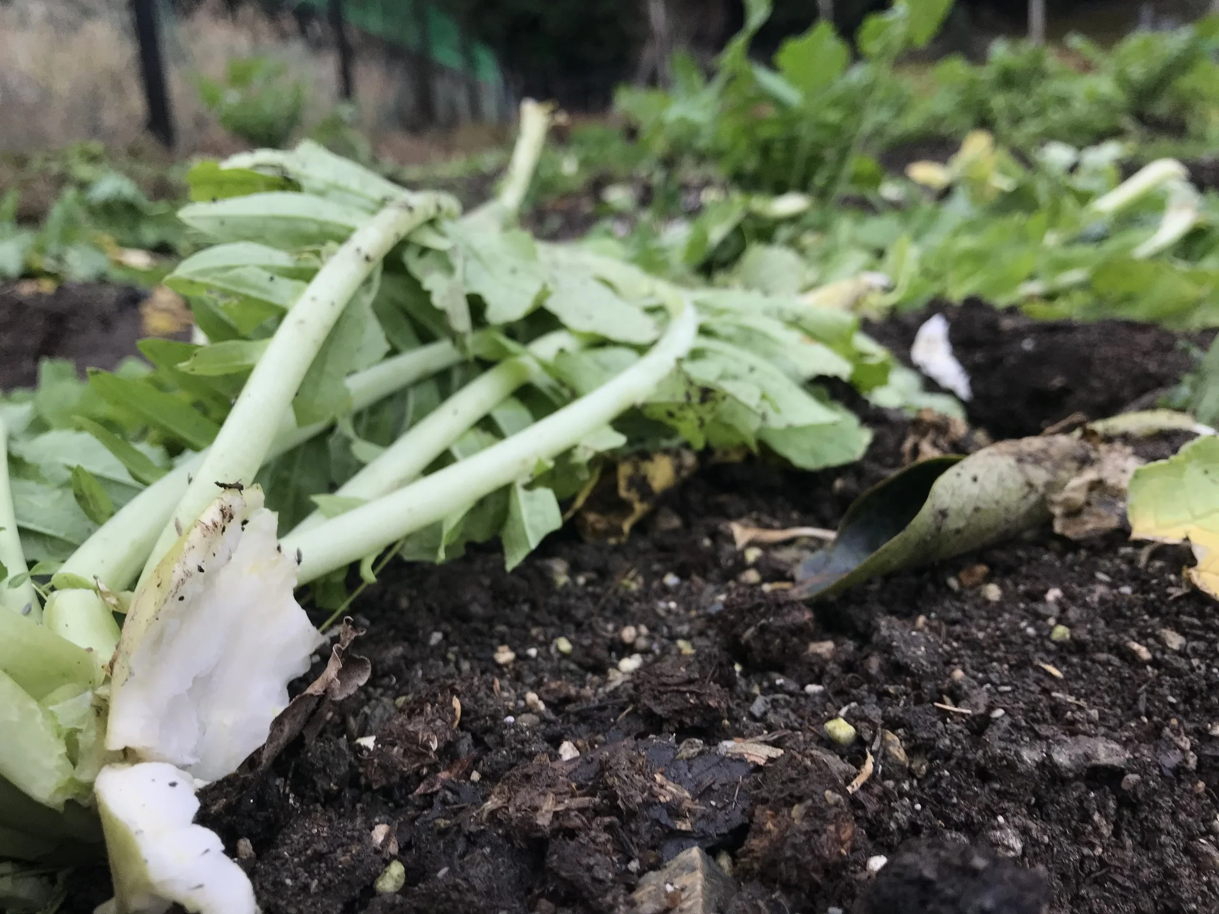 Our terrific daikon laid to waste. The monkey hordes got us bad a few times, we miss those daikon for our nabe! Hopefully we'll be able to install durable, monkey proof fencing soon.