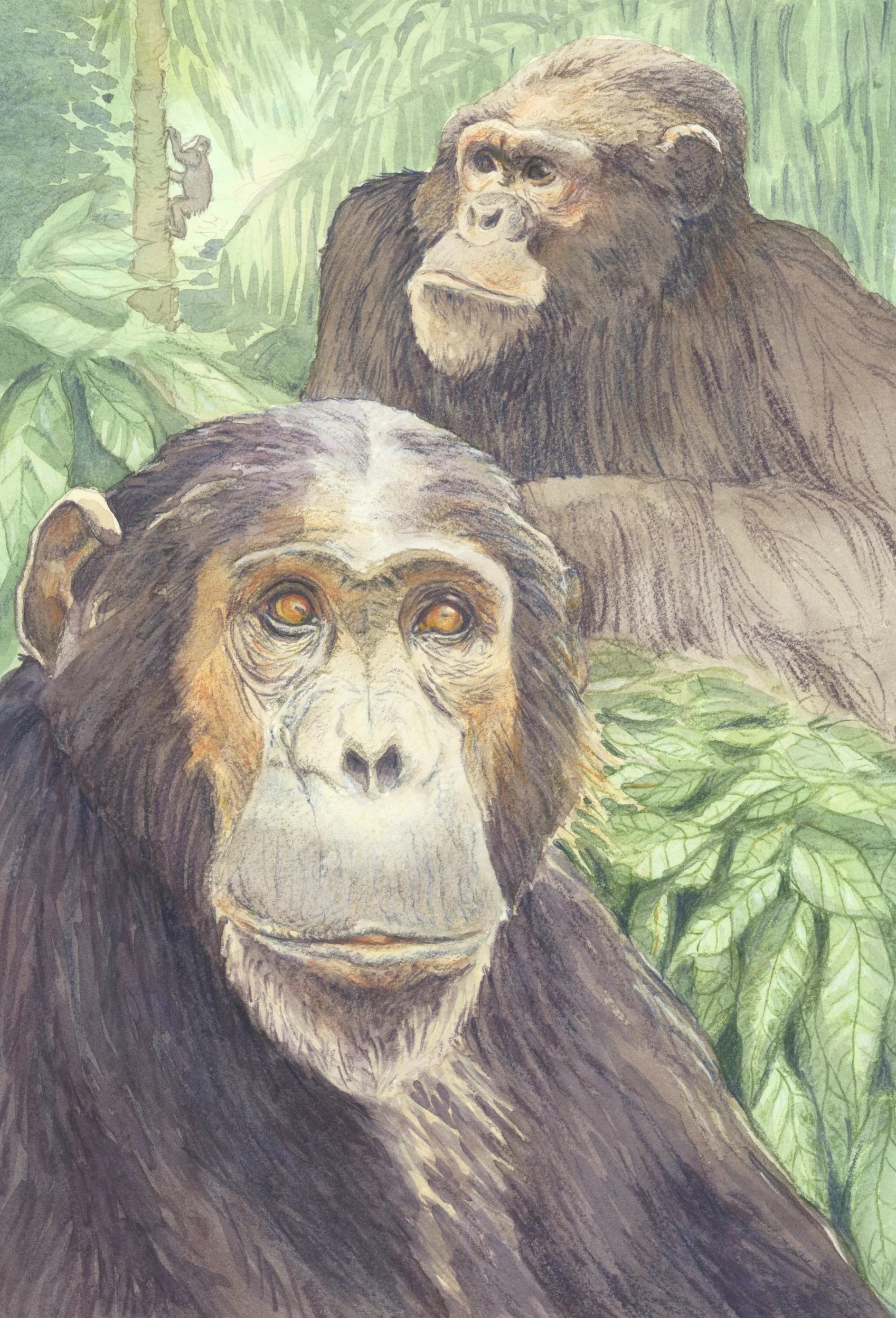 Chimpanzees, Gombe Stream, Tanzania