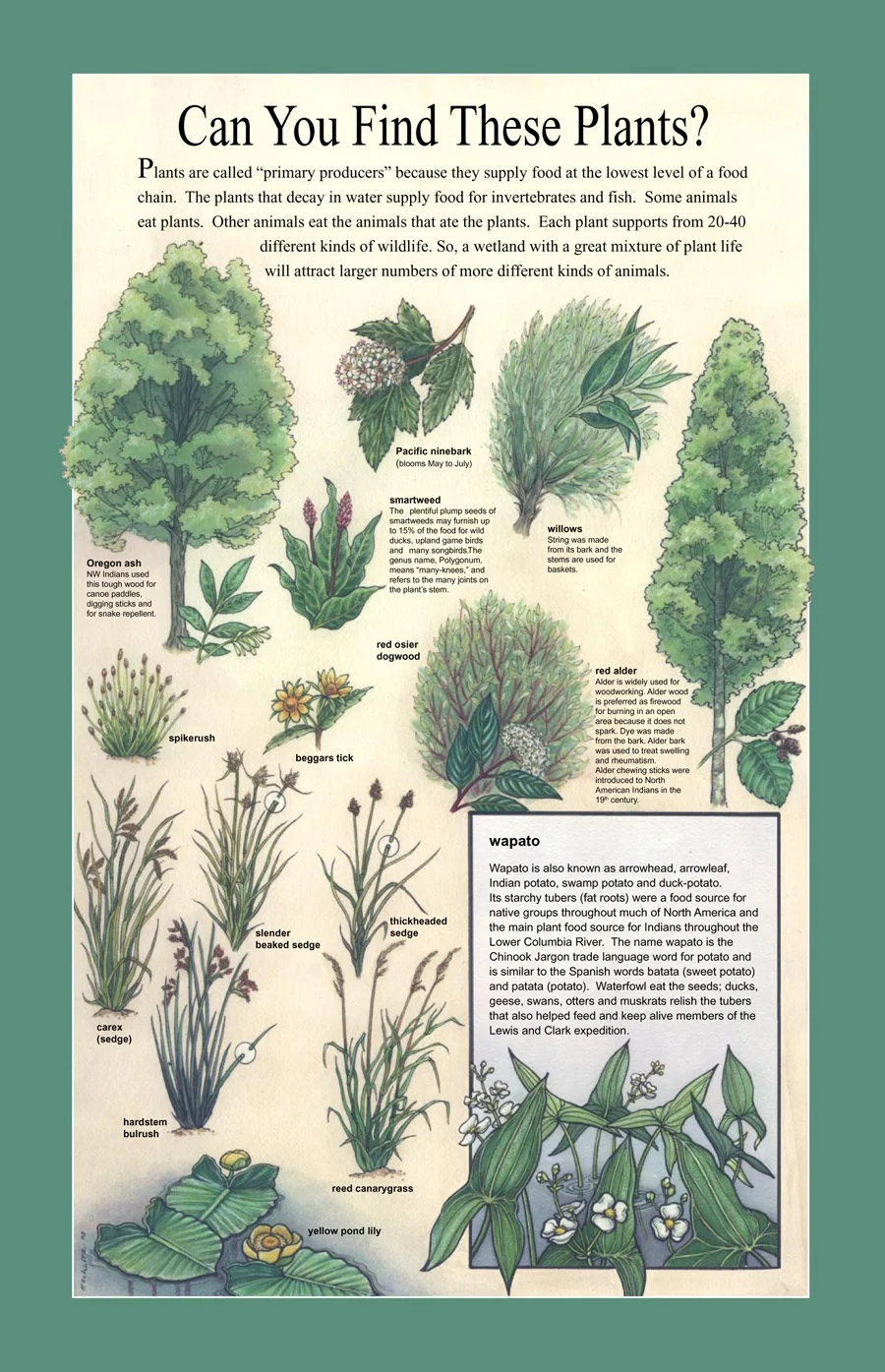 Plant I.D. interpretive Sign, U.S. Forest Service