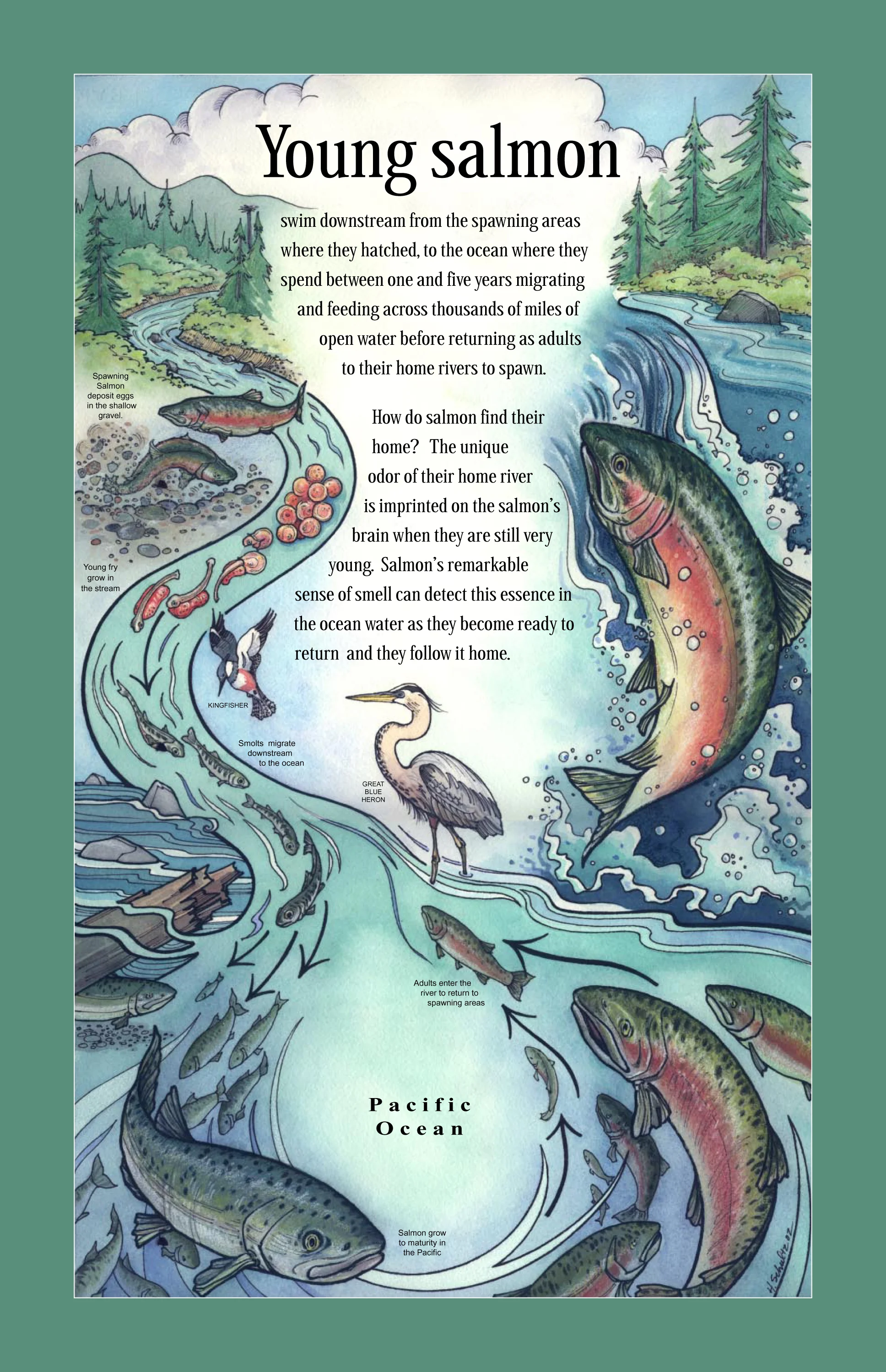 Salmon Ecology interpretive sign, U.S. Forest Service