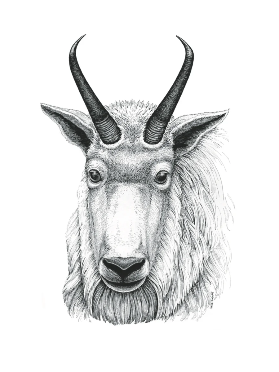Mountain Goat pen and ink, High Country News