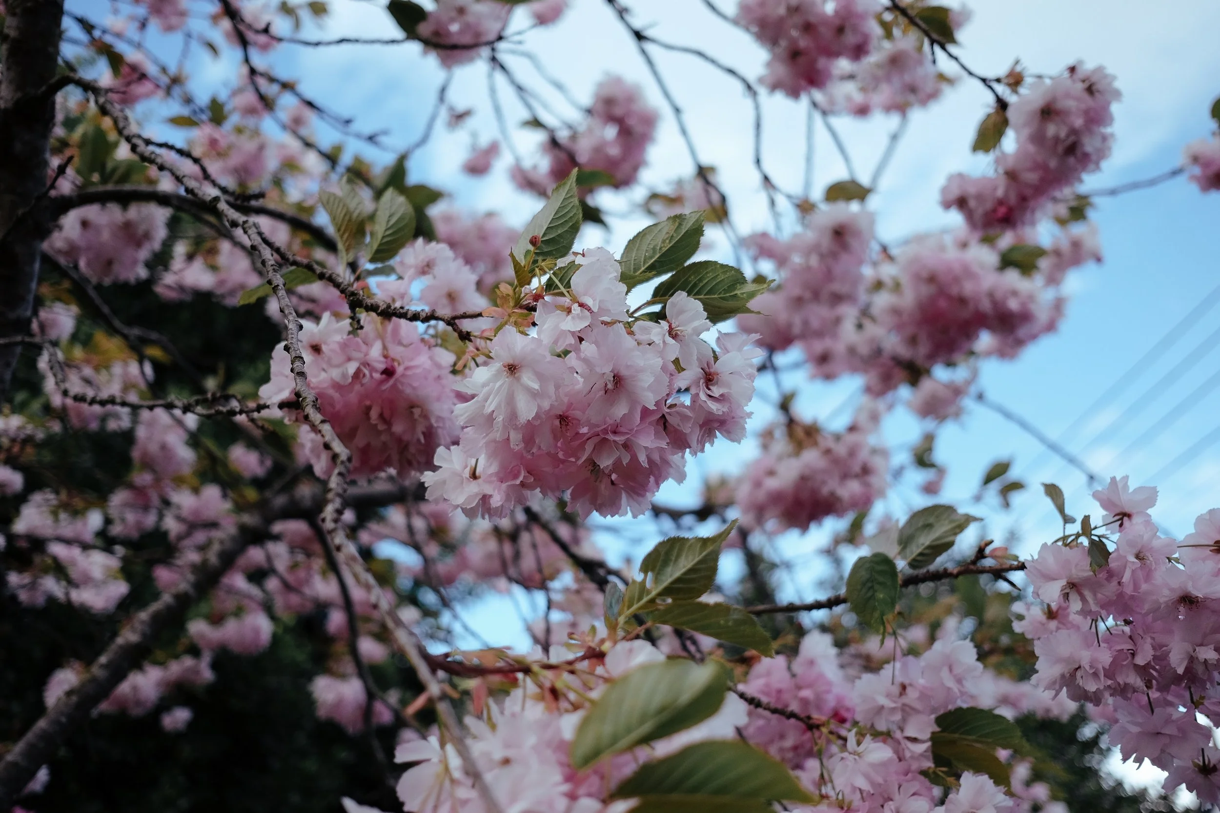 DSCF5366.jpg