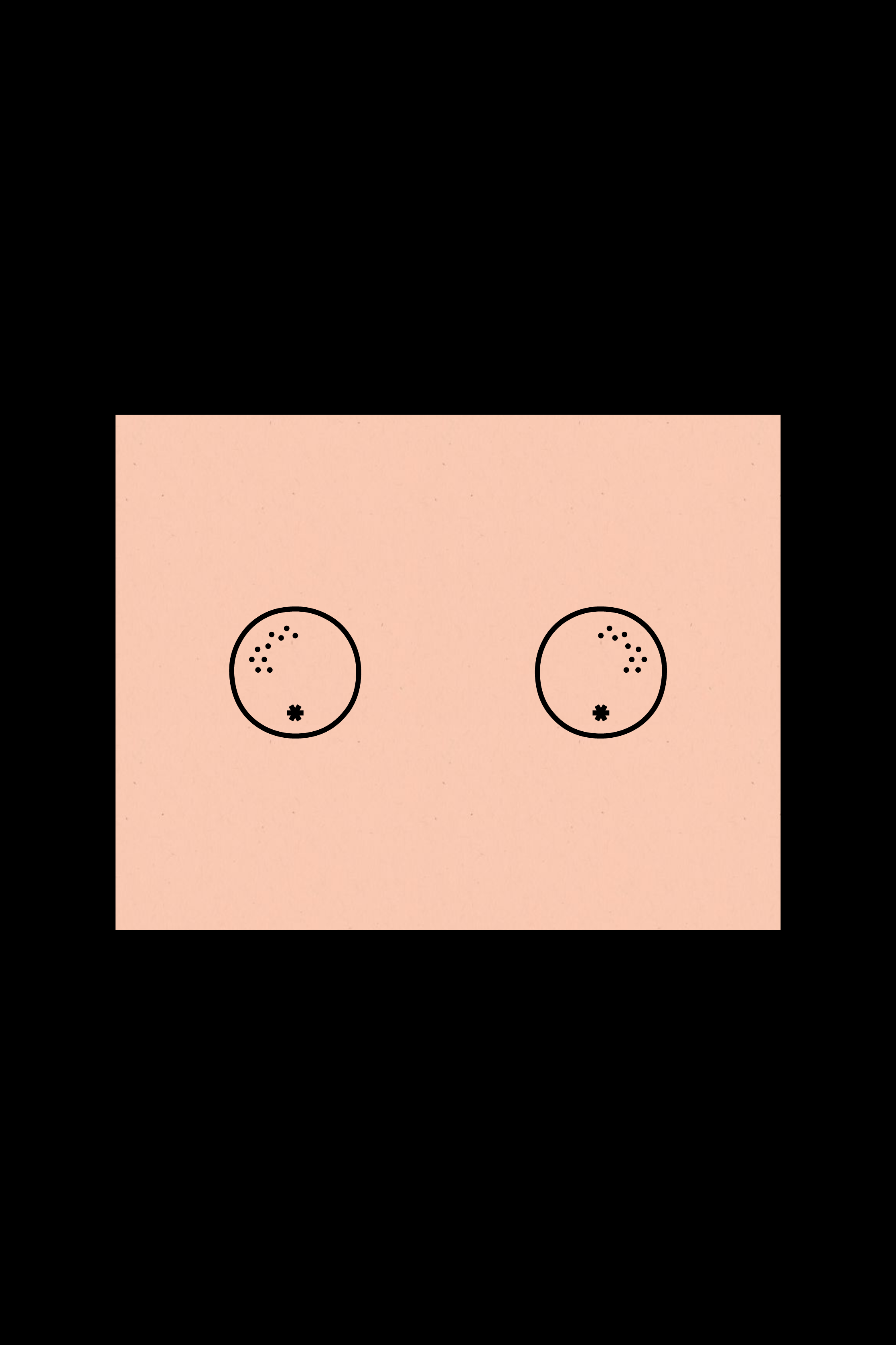 Grapefruits-Product.png
