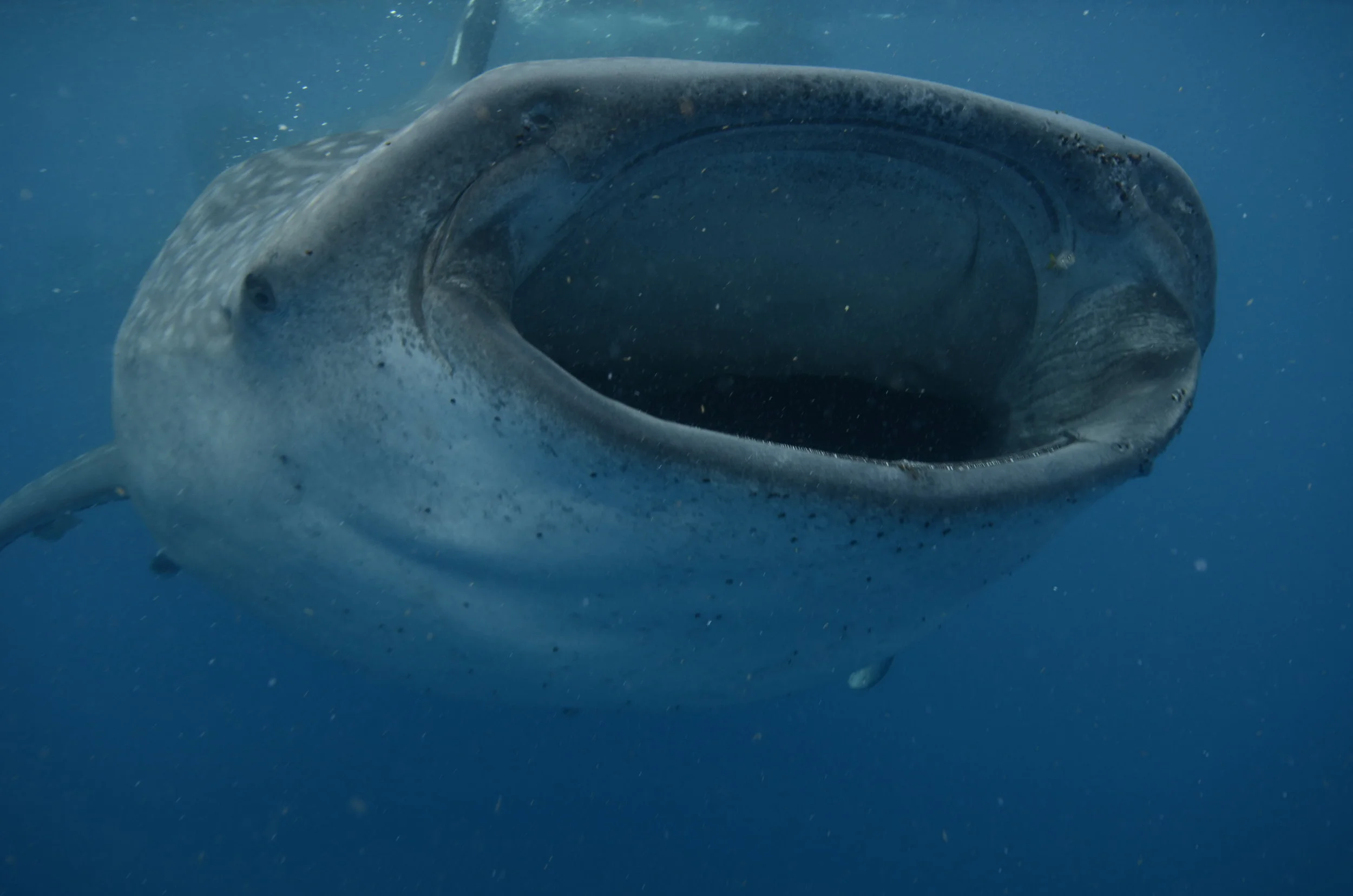 Lisa Whale shark trip stills 136.JPG