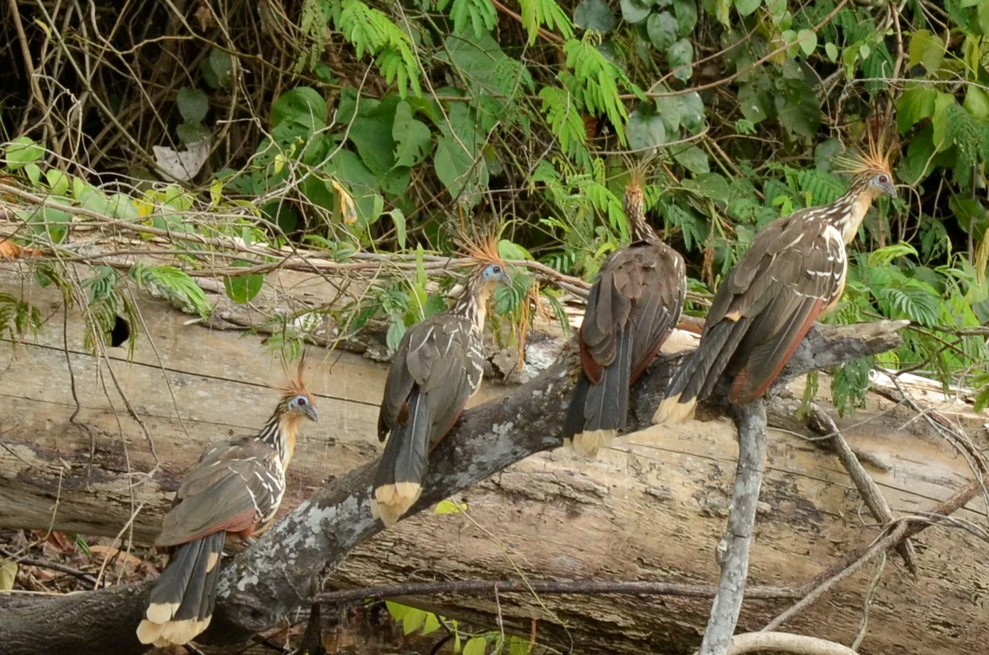 The 4 "weird" sisters (apologies to Shakespeare) - these are hoatzin (a "prehistoric" bird once thought to have been extinct)