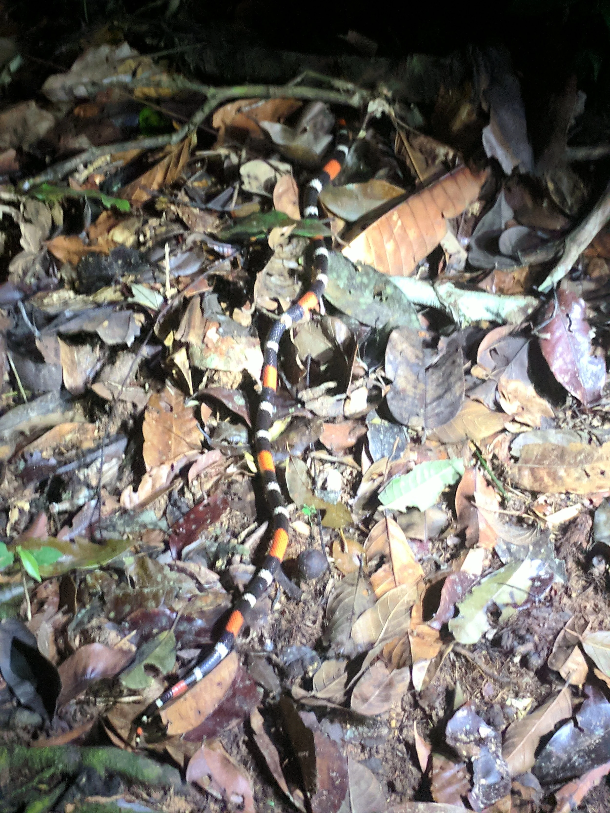 coral snake.jpg