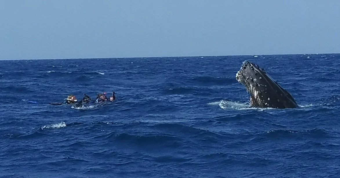 DSCI3442 crop.jpg