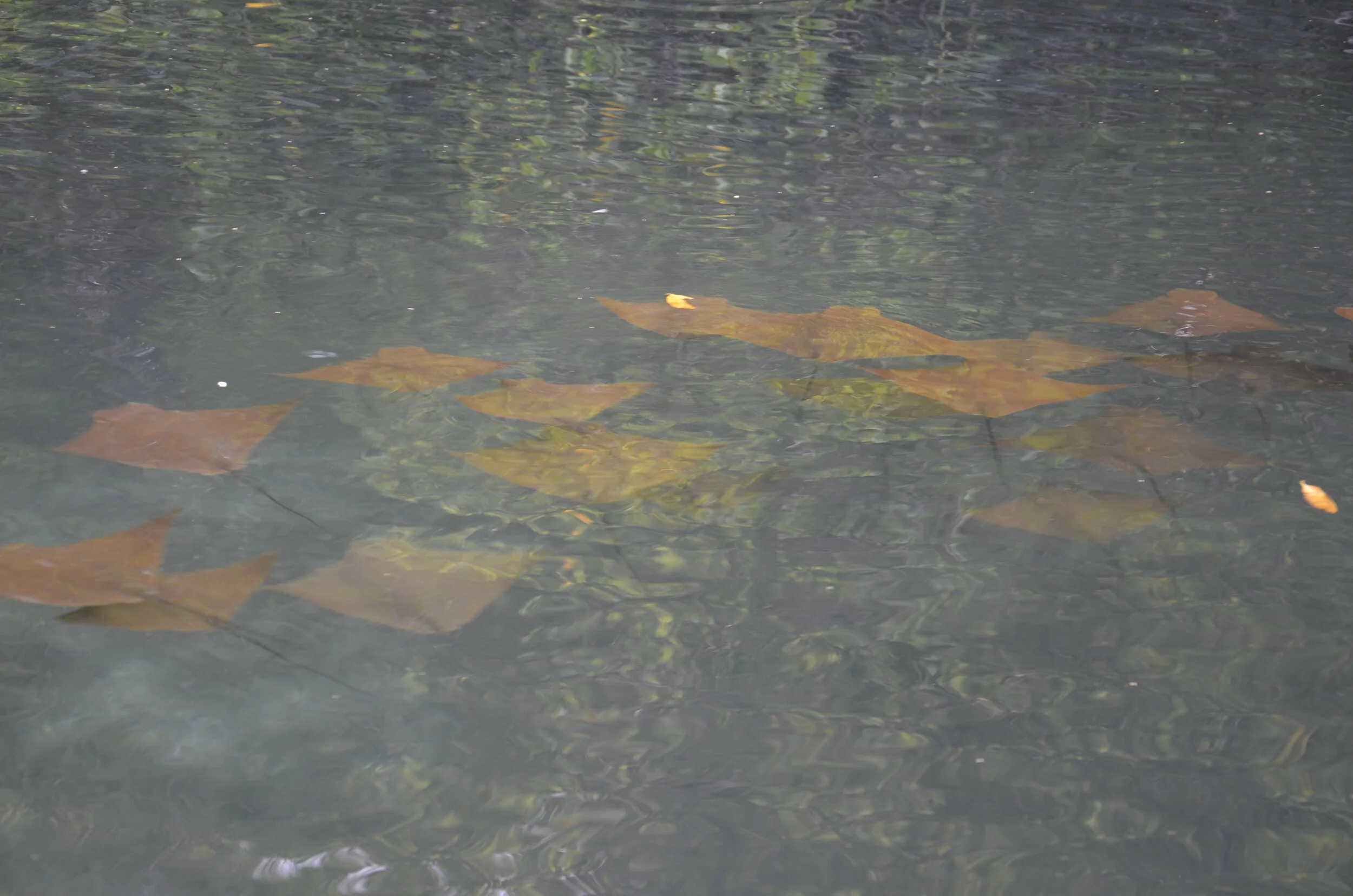 _DSC0452 Golden cowrays.JPG