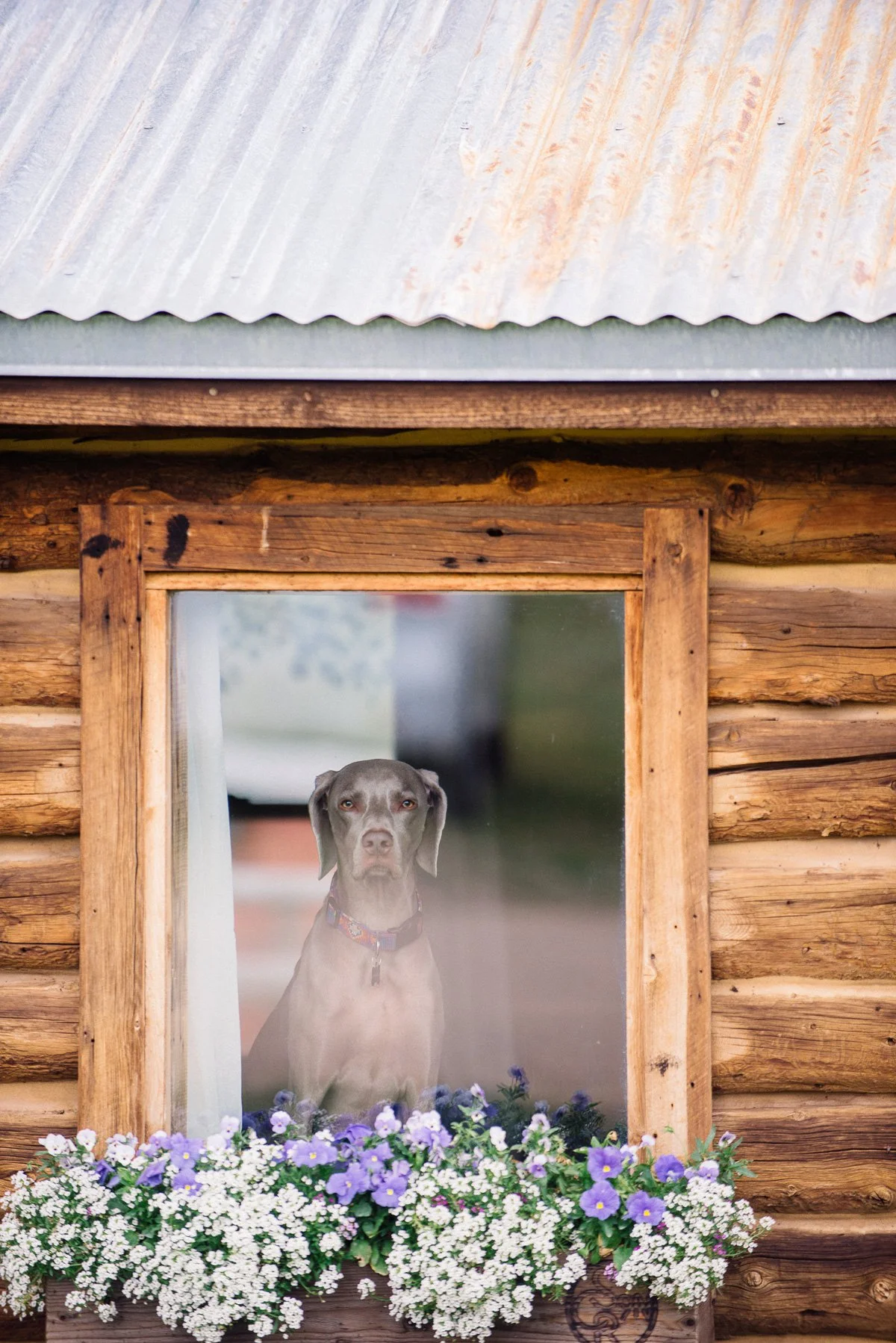 dog destination wedding photography at strawberry creek ranch in granby colorado