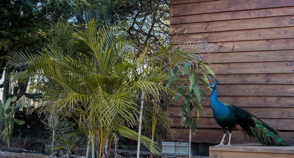 destination_wedding_photographer_aruba_28.jpg