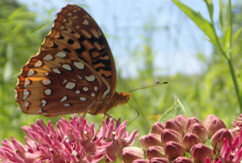 Pollinators are in sharp decline in Southern grasslands.