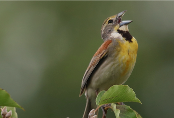 Grassland birds are in free-fall and some birds once common just 30 years ago are threatened with extinction in the next few decades.