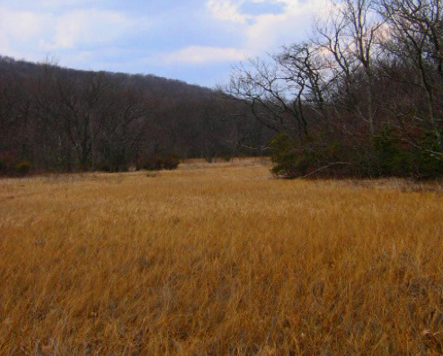 Blue Ridge Mountains Mafic Fen, Bluff Mountain, Ashe Co., NC
