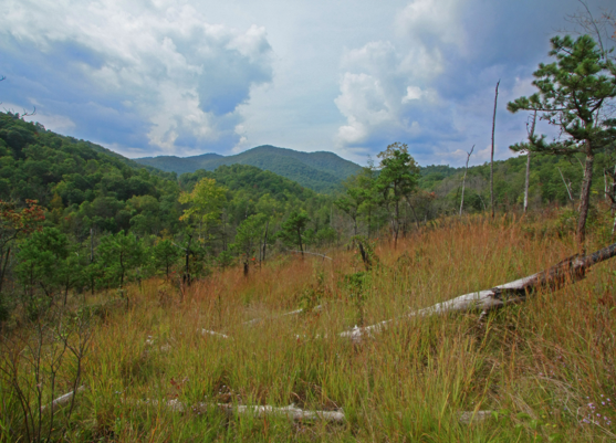 Blue Ridge Mountains Serpentine Barren, Buck Creek Barren, Clay Co., NC