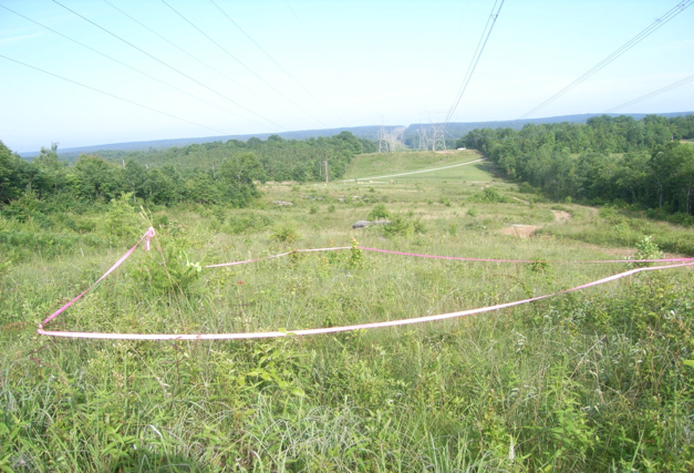 Cumberland Plateau Savanna remnant, TVA powerline r.o.w., Cumberland Co., TN.