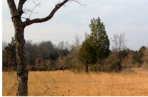 Inner Nashville Basin Limestone Savanna and Glade, Couchville Glades and Barrens State Natural Area, Davidson Co., Tennessee