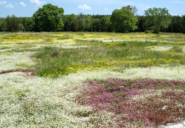 Moulton Valley Limestone Glade and Savanna (degraded), Prairie Grove Glades Preserve, Lawrence Co., AL.