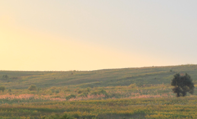 Pennyroyal Plain Prairie, Montgomery Co., Tennessee