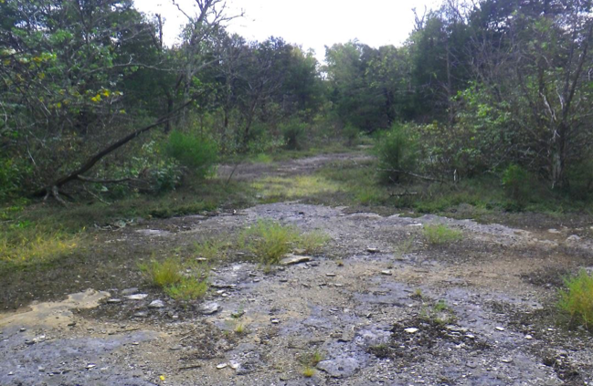 Pennyroyal Plain Limestone Glade, Flatrock Glade State Nature Preserve, Simpson Co., Kentucky