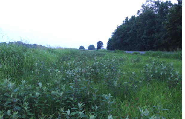 Remnant Pennyroyal Plain Wet Prairie ("Warfield Barren") between US Hwy 41 and CSX Railroad, Montgomery Co., Tennessee