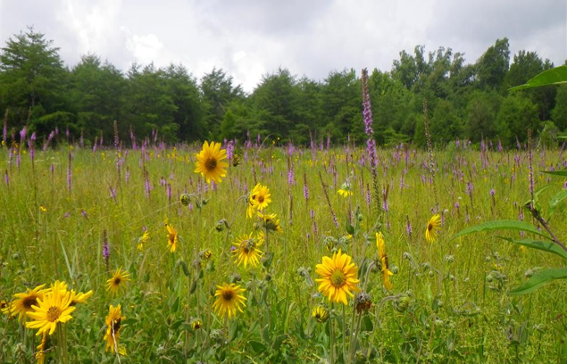Pennyroyal Plain Prairie, Lone Oak Barrens State Nature Preserve, Grayson Co., KY.